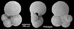 Dokumentasi USNM PAL521865 dengan identifikasi pada sumber Globorotaloides quadrocameratus. Isi dan label gambar dipertahankan.