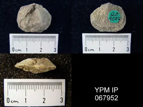 Dokumentasi YPM IP 067952 dengan identifikasi pada sumber Orthostrophia strophomenoides. Isi dan label gambar dipertahankan.