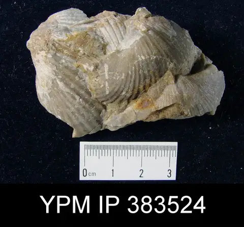 Dokumentasi YPM IP 383524 dengan identifikasi pada sumber Costispirifer arenosus. Isi dan label gambar dipertahankan.