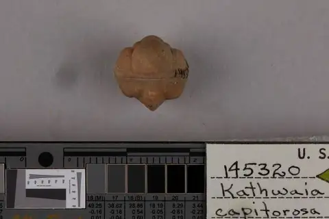 Dokumentasi USNM PAL145320 dengan identifikasi pada sumber Kathwaia capitorosa. Isi dan label gambar dipertahankan.