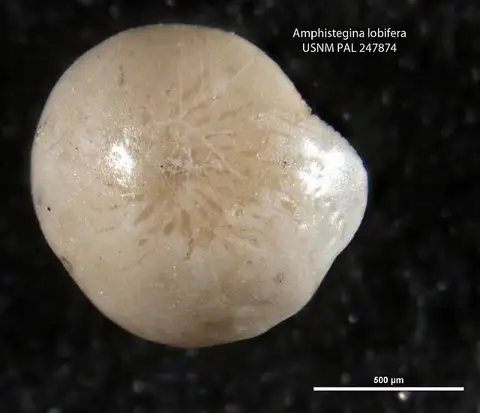 Dokumentasi USNM PAL247874 dengan identifikasi pada sumber Amphistegina lobifera. Isi dan label gambar dipertahankan.