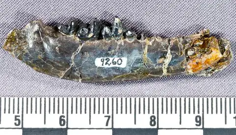 Dokumentasi USNM V9260 dengan identifikasi pada sumber Prothryptacodon furens. Isi dan label gambar dipertahankan.