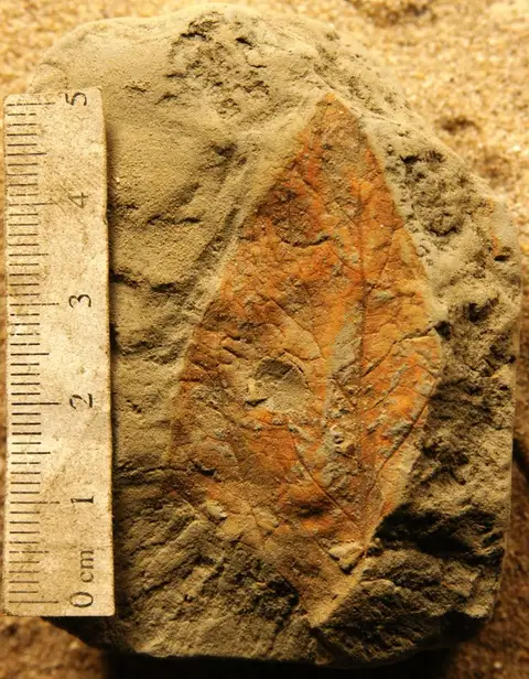 Dokumentasi YPM PB 027374 dengan identifikasi pada sumber Celtis occidentalis. Isi dan label gambar dipertahankan.
