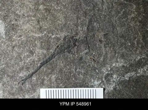 Dokumentasi YPM IP 548961 dengan identifikasi pada sumber Ciurcalimulus discobolus. Isi dan label gambar dipertahankan.