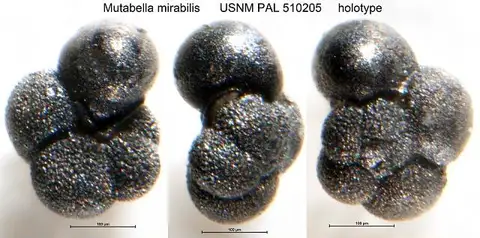 Dokumentasi USNM PAL510205 dengan identifikasi pada sumber Mutabella mirabilis. Isi dan label gambar dipertahankan.