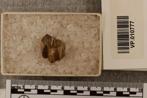 Dokumentasi YPM VP 010777 dengan identifikasi pada sumber Calippus placidus. Isi dan label gambar dipertahankan.