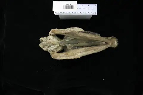Dokumentasi YPM VP 011628 dengan identifikasi pada sumber Merychippus sejunctus. Isi dan label gambar dipertahankan.