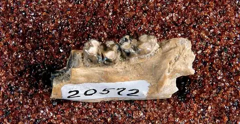 Dokumentasi USNM V20572 dengan identifikasi pada sumber Protoselene novissimus. Isi dan label gambar dipertahankan.
