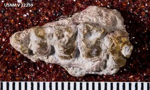 Dokumentasi USNM V22259 dengan identifikasi pada sumber Pelycodus jarrovii. Isi dan label gambar dipertahankan.