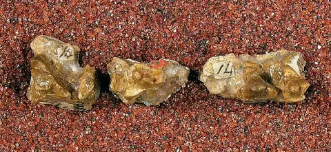 Dokumentasi USNM V1021 dengan identifikasi pada sumber Prototomus multicuspis. Isi dan label gambar dipertahankan.