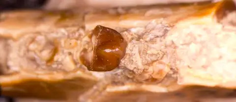 Dokumentasi USNM V1025 dengan identifikasi pada sumber Prototomus secundarius. Isi dan label gambar dipertahankan.