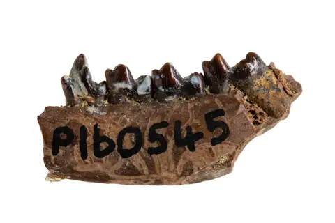 Dokumentasi P 160545 dengan identifikasi pada sumber Protungulatum donnae. Isi dan label gambar dipertahankan.