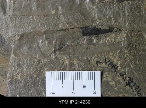 Dokumentasi YPM IP 214236 dengan identifikasi pada sumber Erettopterus osiliensis. Isi dan label gambar dipertahankan.