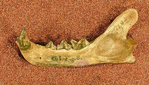 Dokumentasi USNM V124 dengan identifikasi pada sumber Pseudaelurus intrepidus. Isi dan label gambar dipertahankan.