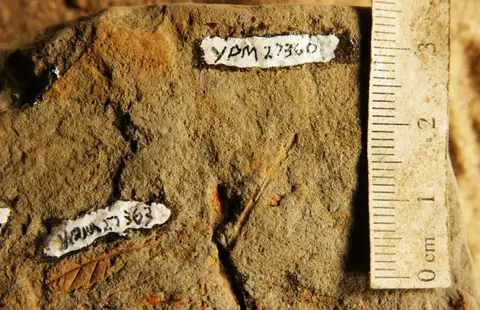 Dokumentasi YPM PB 027360 dengan identifikasi pada sumber Salix reticulata. Isi dan label gambar dipertahankan.