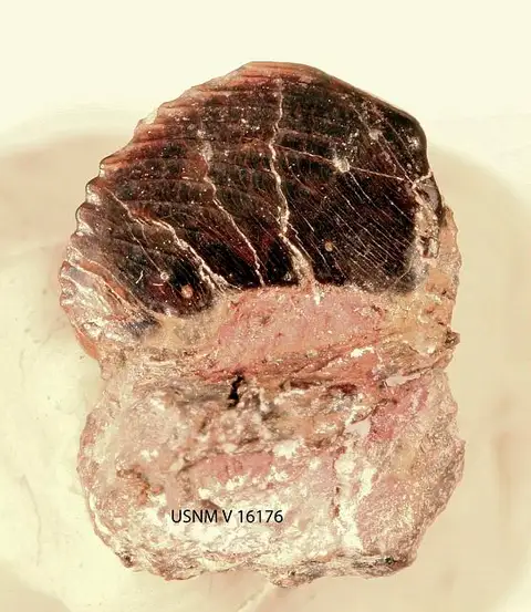 Dokumentasi USNM V16176 dengan identifikasi pada sumber Ptilodus ferronensis. Isi dan label gambar dipertahankan.