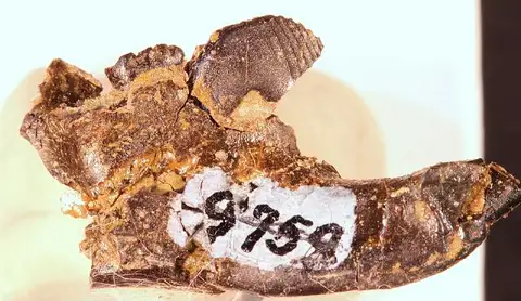 Dokumentasi USNM PAL299574 dengan identifikasi pada sumber Ptilodus montanus. Isi dan label gambar dipertahankan.
