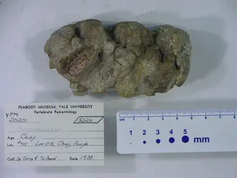 Dokumentasi YPM VP 020201 dengan identifikasi pada sumber Choerolophodon corrugatus. Isi dan label gambar dipertahankan.