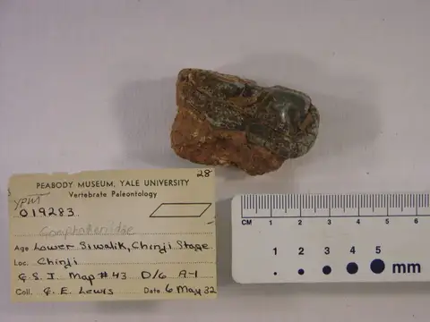 Dokumentasi YPM VP 019283 dengan identifikasi pada sumber Gomphotherium browni. Isi dan label gambar dipertahankan.
