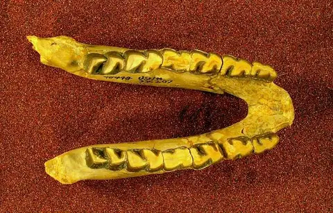 Dokumentasi USNM PAL336207 dengan identifikasi pada sumber Hyracodon nebraskensis. Isi dan label gambar dipertahankan.