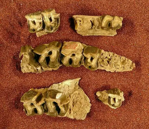 Dokumentasi USNM V11337 dengan identifikasi pada sumber Subhyracodon gidleyi. Isi dan label gambar dipertahankan.
