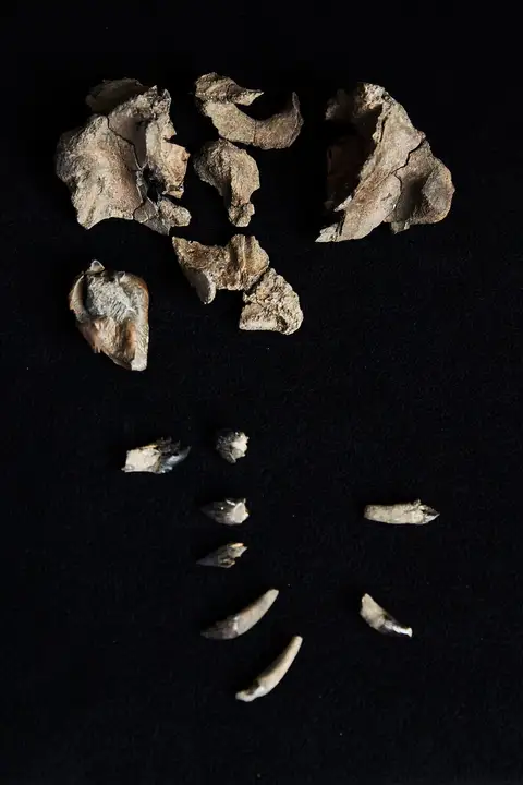 Dokumentasi P 256471 dengan identifikasi pada sumber Janjucetus dullardi. Isi dan label gambar dipertahankan.