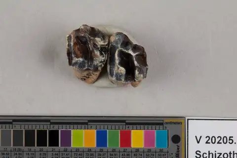 Dokumentasi USNM V20205 dengan identifikasi pada sumber Schizotheroides parvus. Isi dan label gambar dipertahankan.