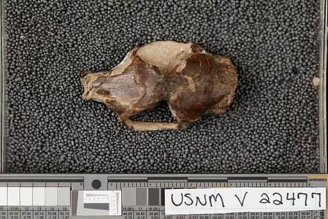 Dokumentasi USNM V22477 dengan identifikasi pada sumber Sciuravus nitidus. Isi dan label gambar dipertahankan.