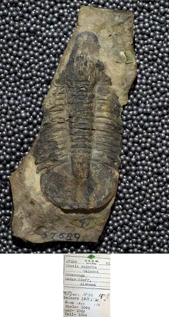 Dokumentasi USNM PAL57589 dengan identifikasi pada sumber Coosia superba. Isi dan label gambar dipertahankan.