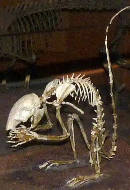 Dokumentasi USNM PAL243981 dengan identifikasi pada sumber Douglassciurus jeffersoni. Isi dan label gambar dipertahankan.