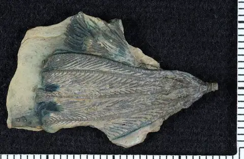 Dokumentasi USNM PAL164541 dengan identifikasi pada sumber Eopatelliocrinus scyphogracilis. Isi dan label gambar dipertahankan.