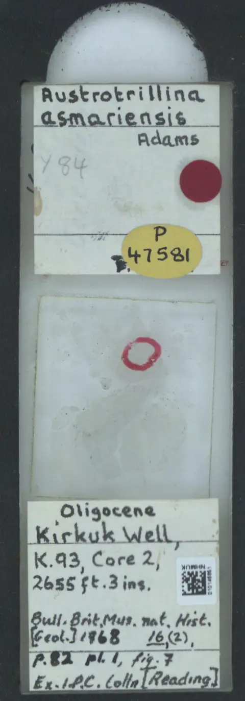 Dokumentasi PM P 47581 dengan identifikasi pada sumber Austrotrillina asmariensis. Isi dan label gambar dipertahankan.