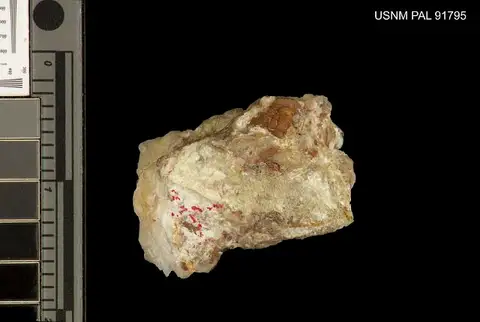 Dokumentasi USNM PAL91795 dengan identifikasi pada sumber Pharostoma rarum. Isi dan label gambar dipertahankan.