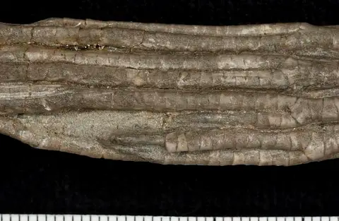 Dokumentasi USNM S4330 dengan identifikasi pada sumber Cosmetocrinus gracilis. Isi dan label gambar dipertahankan.