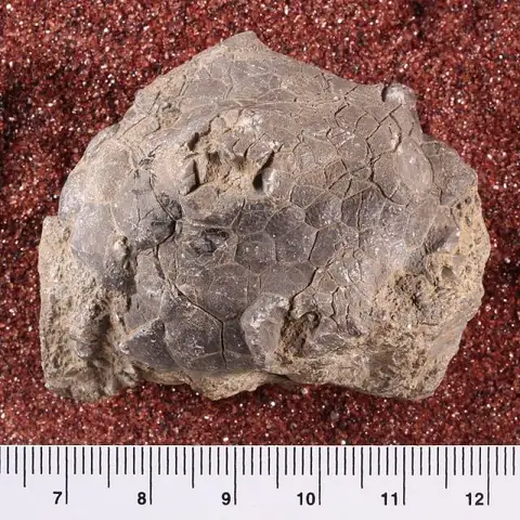 Dokumentasi USNM S8862 dengan identifikasi pada sumber Amphoracrinus gilbertsoni. Isi dan label gambar dipertahankan.