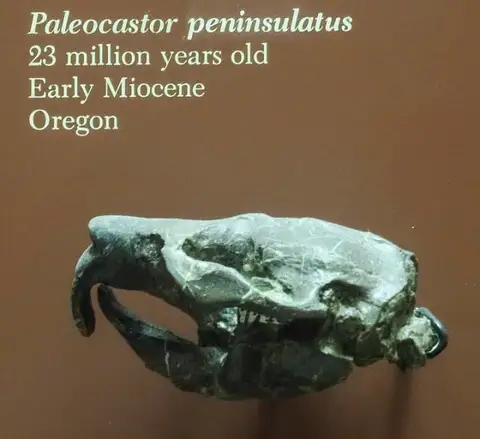 Dokumentasi USNM V7722 dengan identifikasi pada sumber Palaeocastor peninsulatus. Isi dan label gambar dipertahankan.