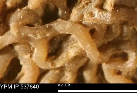 Dokumentasi YPM IP 537840 dengan identifikasi pada sumber Glomerula gordialis. Isi dan label gambar dipertahankan.
