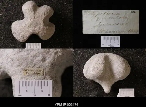 Dokumentasi YPM IP 003176 dengan identifikasi pada sumber Hallirhoa costata. Isi dan label gambar dipertahankan.