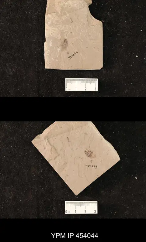 Dokumentasi YPM IP 454044 dengan identifikasi pada sumber Phoetalia eocenica. Isi dan label gambar dipertahankan.