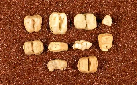 Dokumentasi USNM V8949 dengan identifikasi pada sumber Tapirus tennesseae. Isi dan label gambar dipertahankan.