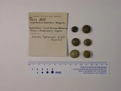 Dokumentasi YPM VP 003652 dengan identifikasi pada sumber Lepidotus maximus. Isi dan label gambar dipertahankan.