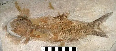 Dokumentasi USNM V21063 dengan identifikasi pada sumber Ionoscopus cyprinoides. Isi dan label gambar dipertahankan.