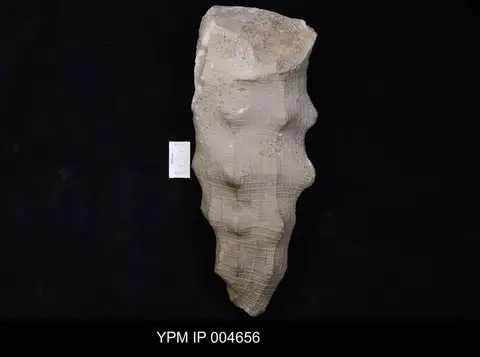 Dokumentasi YPM IP 004656 dengan identifikasi pada sumber Dictyophyton tuberosum. Isi dan label gambar dipertahankan.
