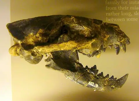 Dokumentasi USNM V7744 dengan identifikasi pada sumber Mesocyon coryphaeus. Isi dan label gambar dipertahankan.