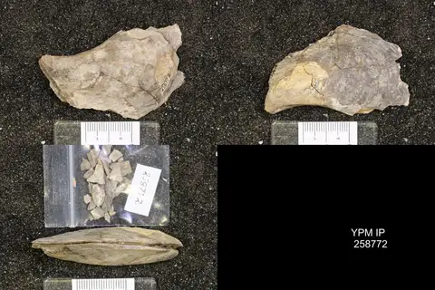 Dokumentasi YPM IP 258772 dengan identifikasi pada sumber Perna mytiloides. Isi dan label gambar dipertahankan.