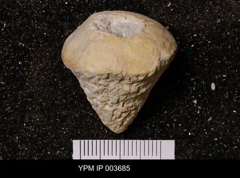 Dokumentasi YPM IP 003685 dengan identifikasi pada sumber Camerospongia capitata. Isi dan label gambar dipertahankan.