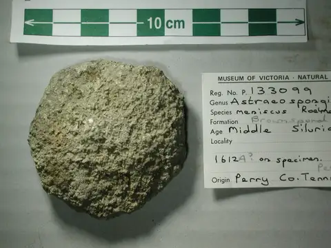 Dokumentasi P 133099 dengan identifikasi pada sumber Astraeospongia meniscus. Isi dan label gambar dipertahankan.