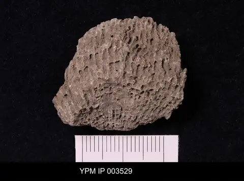 Dokumentasi YPM IP 003529 dengan identifikasi pada sumber Mortieria vertebralis. Isi dan label gambar dipertahankan.