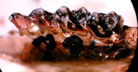 Dokumentasi USNM V22426 dengan identifikasi pada sumber Tetonoides pearcei. Isi dan label gambar dipertahankan.