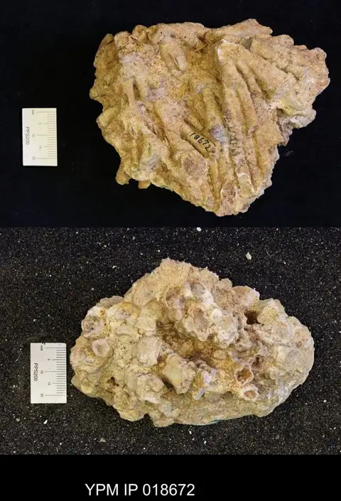 Dokumentasi YPM IP 018672 dengan identifikasi pada sumber Chorisastraea dubia. Isi dan label gambar dipertahankan.